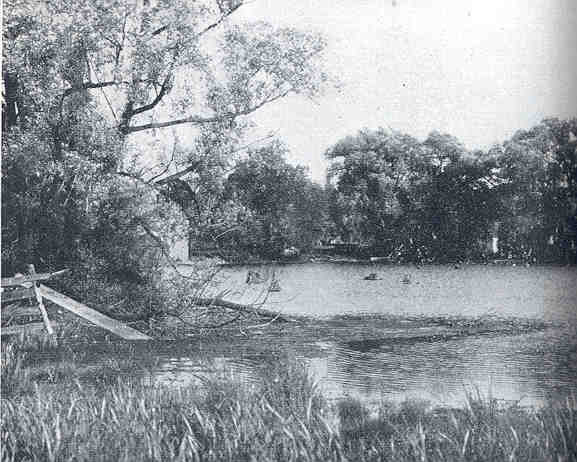 FMIB 34833 Habitat of the Bullfrog- a Mill Pond Filled with Stumps, Fallen Trees, Etc.jpeg