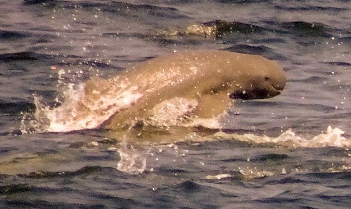 Irrawaddy Dolphin (Orcaella brevirostris)
