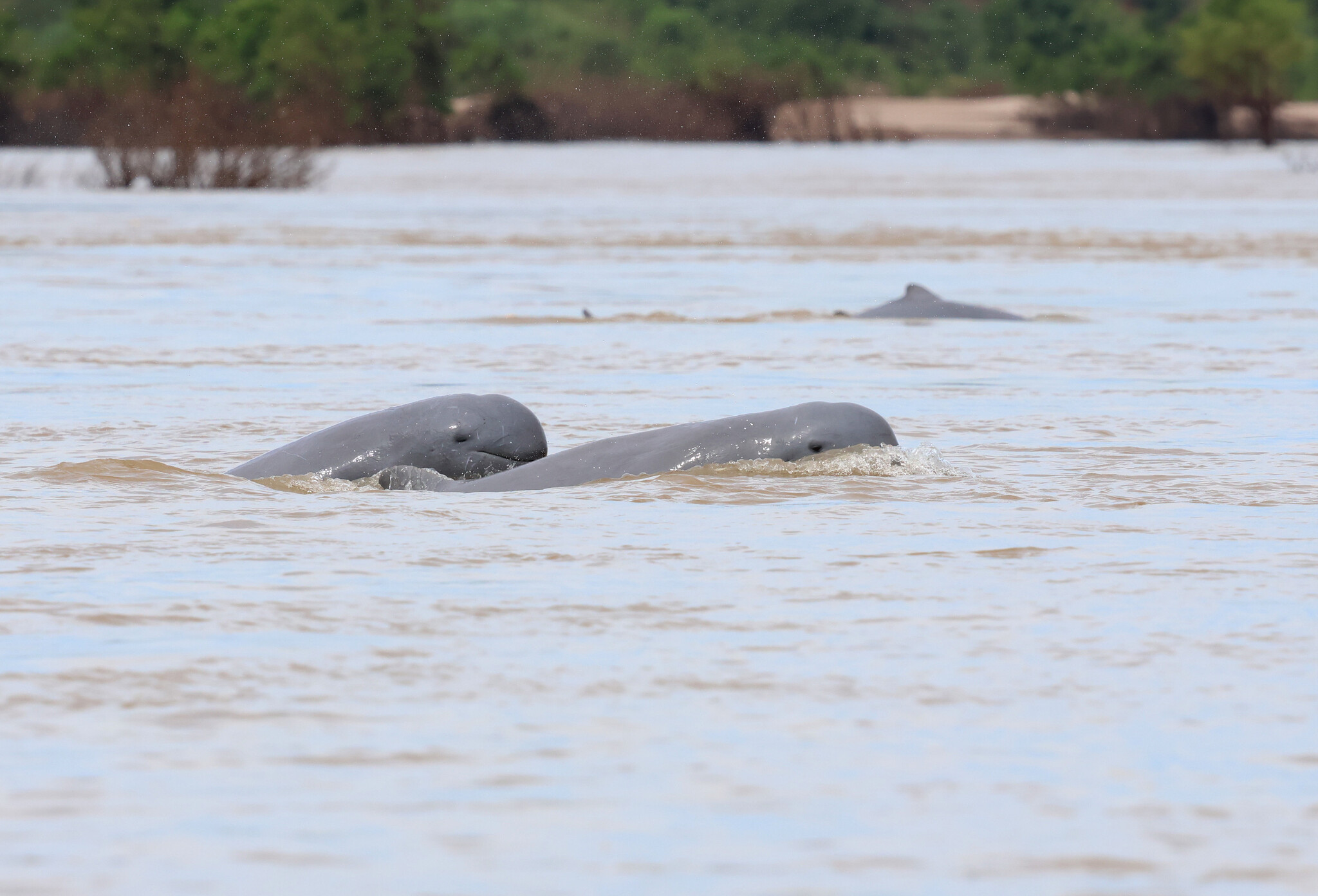 Irrawaddy dolphins are regarded as sacred, representing the ancestral spirit of the river, in Laos and Cambodia. Image © Marc Thibault via iNaturalist (CC BY-NC 4.0).