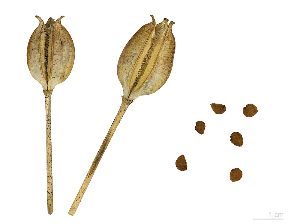 Tulipa sylvestris MHNT.BOT.2015.34.30.jpg