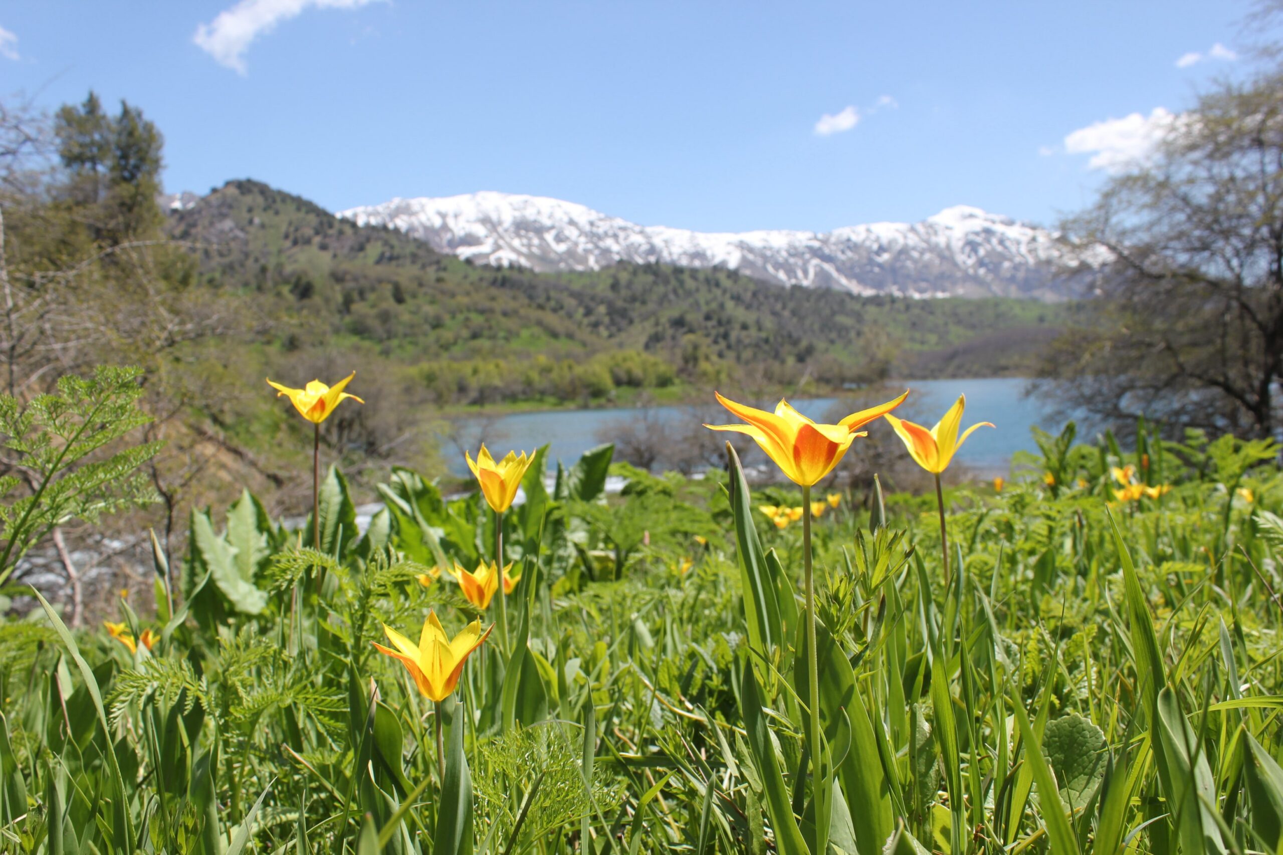 Tulipa anadroma, a threatened tulip species, growing in the Sary-Chelek Biosphere Reserve in western Kyrgyzstan in early 2019. This protected area is the only place on Earth where the species can be found. Image by Brett Wilson.