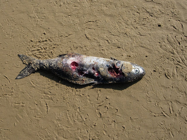 Dead fish - geograph.org.uk - 1022821.jpg