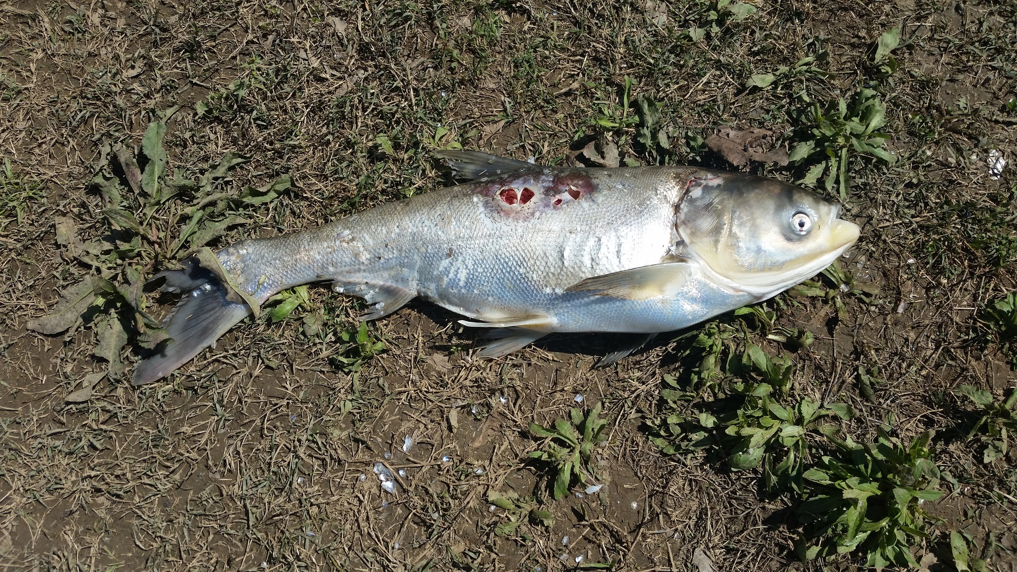 Hypophthalmichthys molitrix