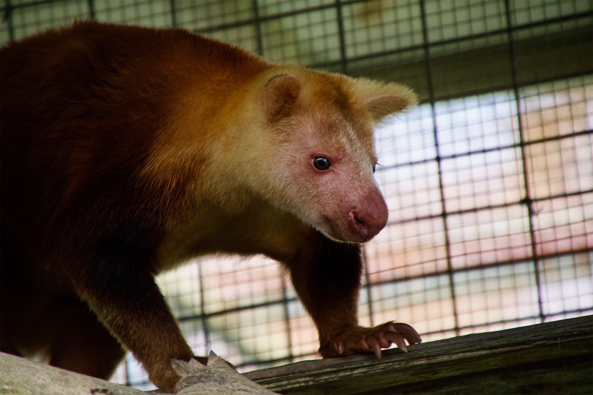 A weimang tree kangaroo (Dendrolagus pulcherrimus) at the Tenkile Conservation Alliance base in Lumi. Image by John Cannon/Mongabay.