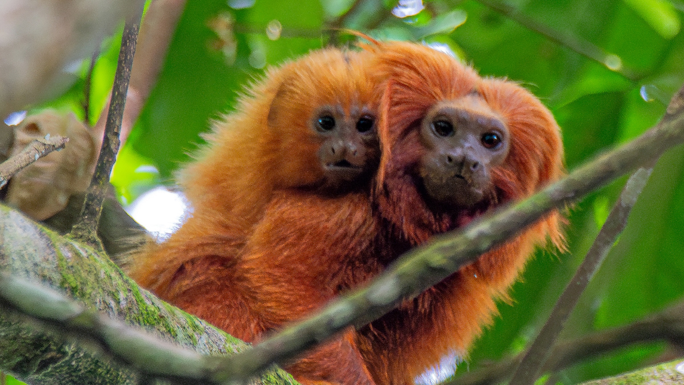 Two golden lion tamarins in Brazil. Image by Henrique Bitencourt via Wikimedia Commons (CC BY-SA 4.0).