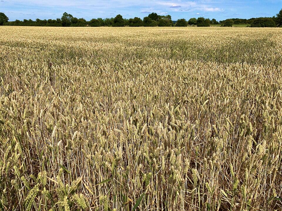 Wheat field in Worcestershire.jpg