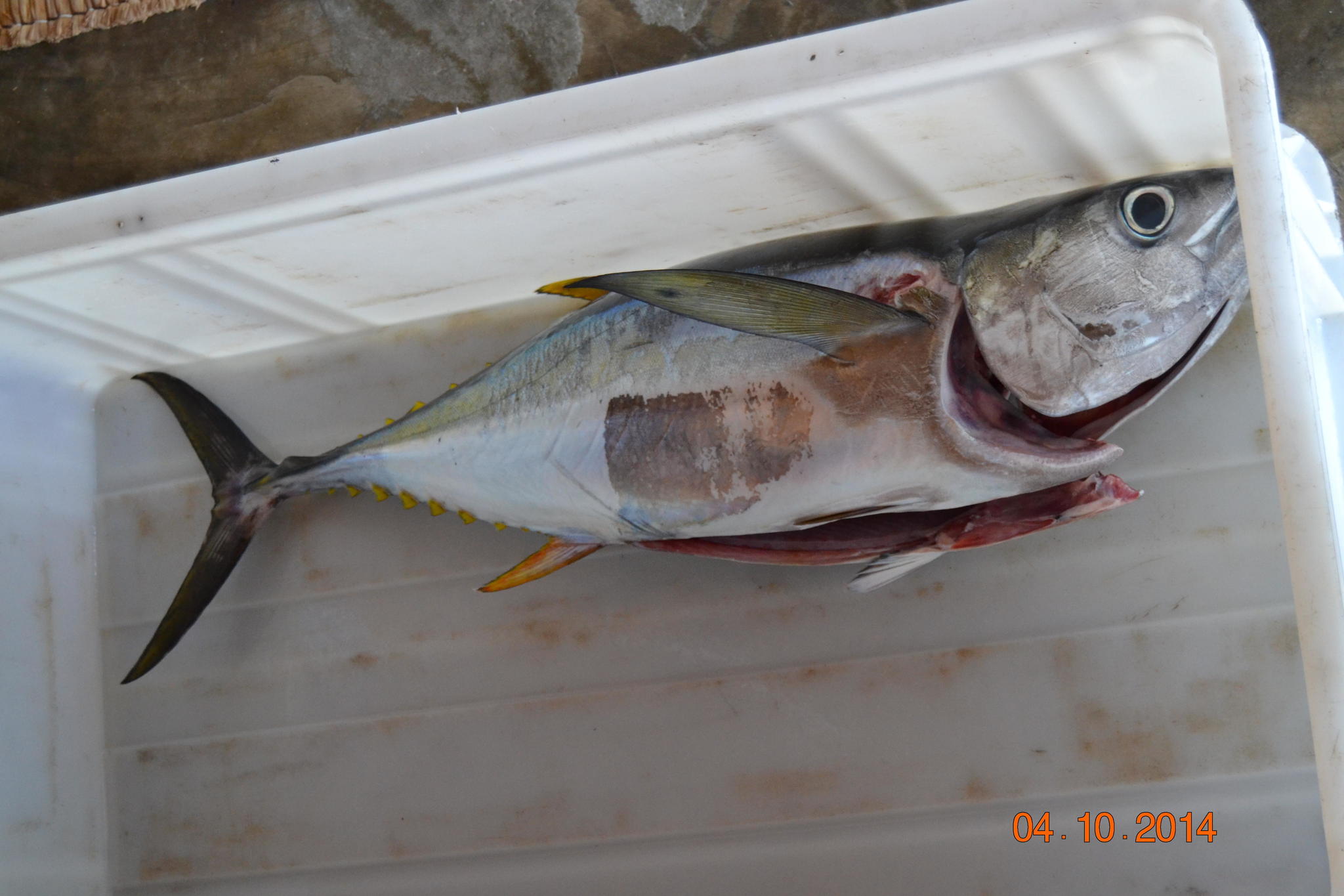 Thunnus albacares