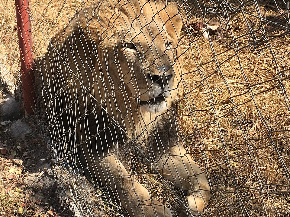 The Lion, The Fence, and the Naptime.jpg