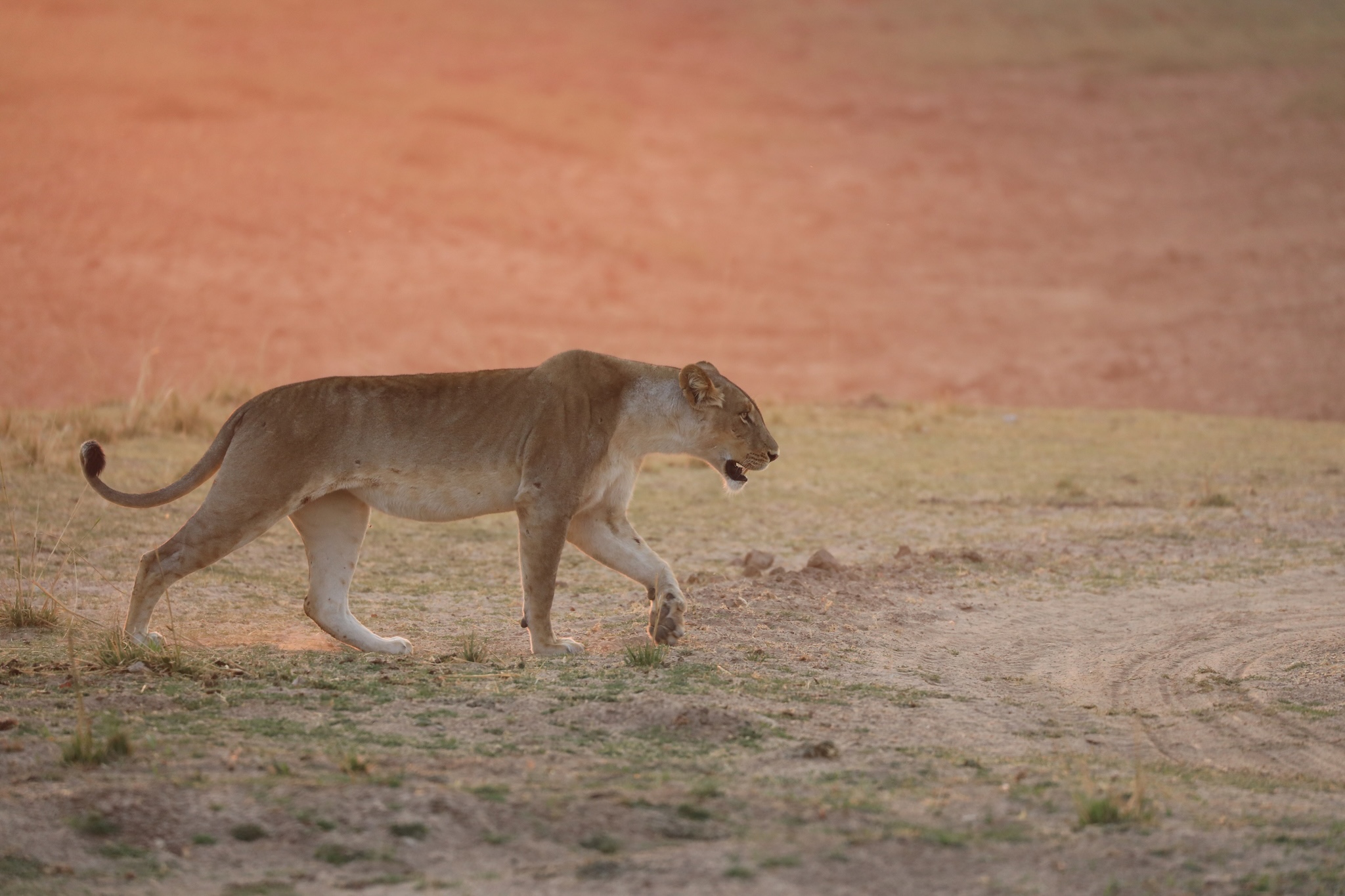A lion in Zambia. Image by Darren Obbard via iNaturalist (CC BY 4.0).
