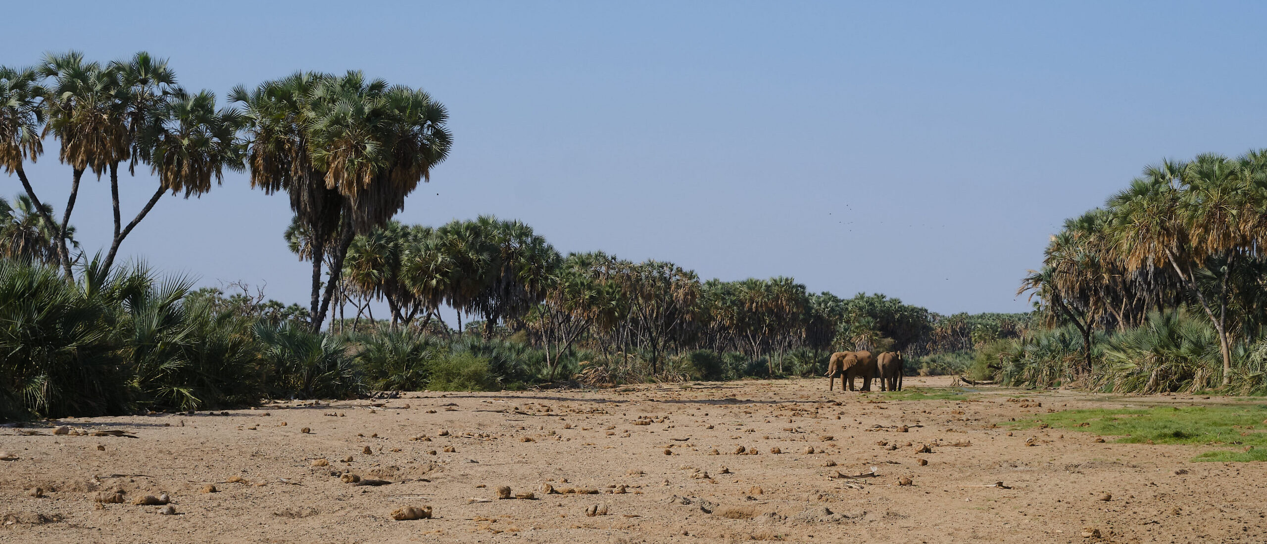 Savannah elephants in the Biliquo Bulesa conservancy in northern Kenya. Image by Ashoka Mukpo / Mongabay.