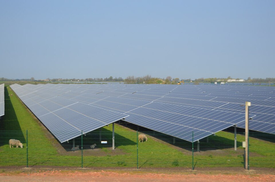 Sheep grazing, Chittering Solar Farm - geograph.org.uk - 5829733.jpg