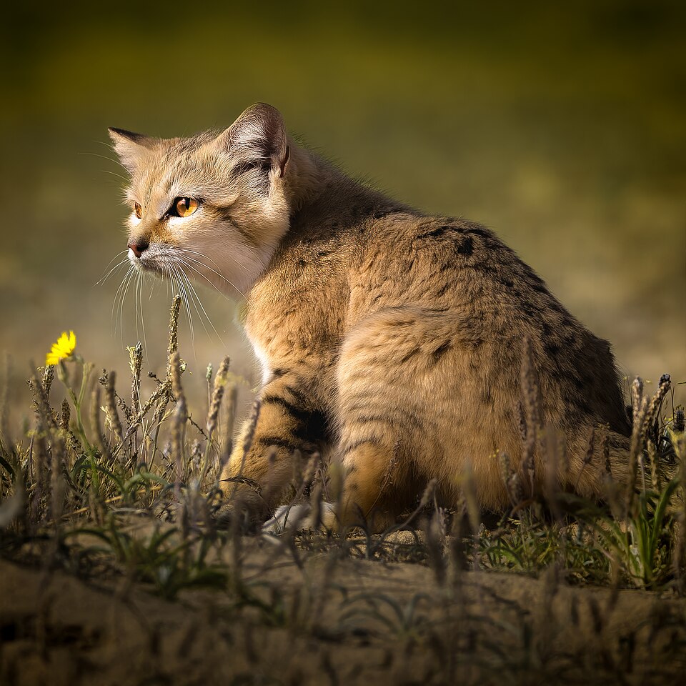 Sand cat (Kuwait).jpg