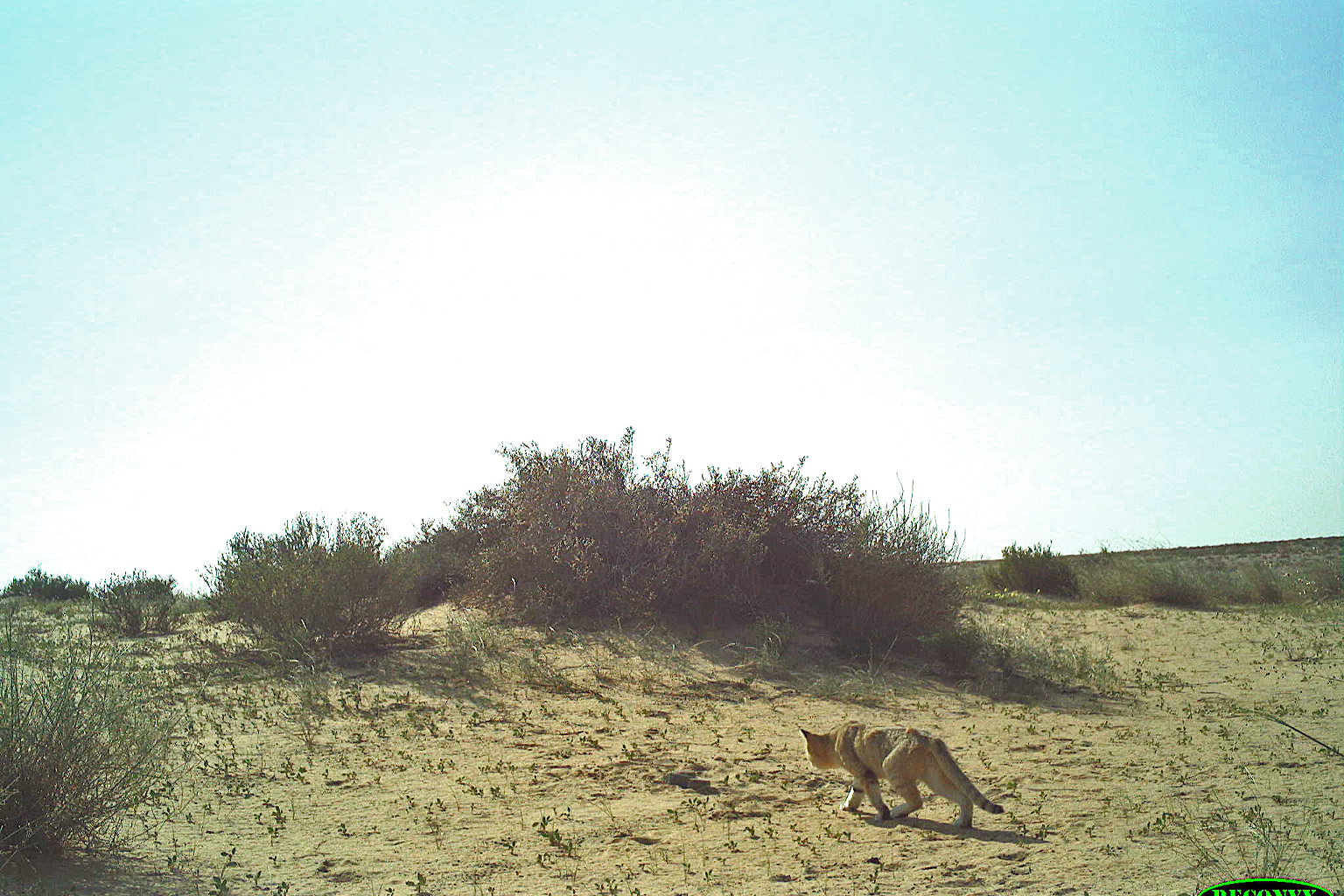 Photographs captured during this study provide solid evidence of the species’ range and information on its habitat preferences. Image courtesy of Muhammad Ali Nawaz.
