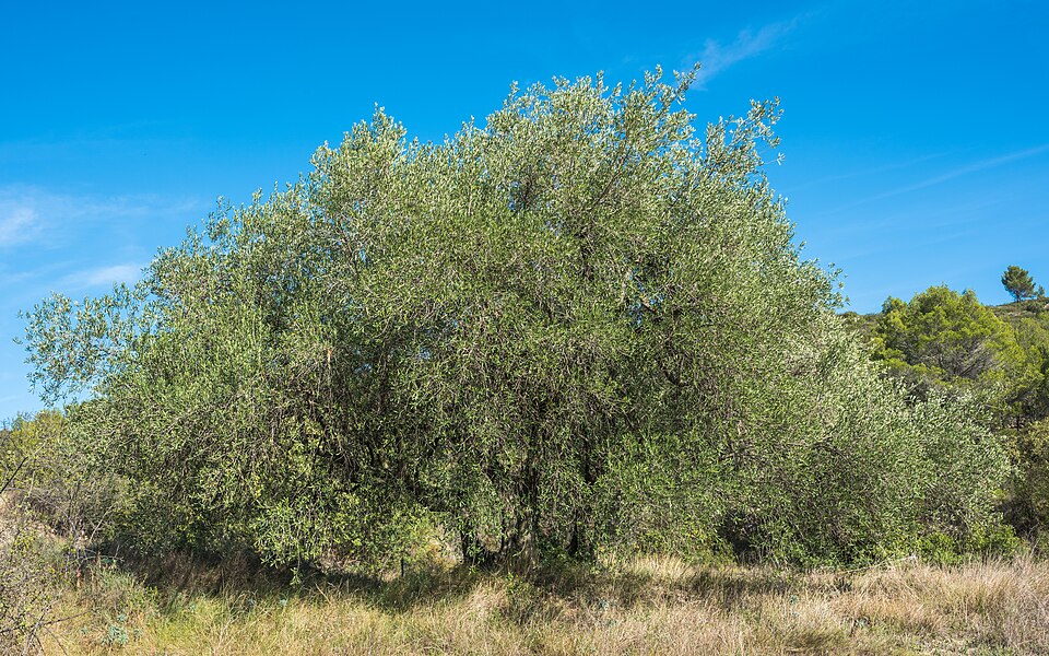 Olea europaea, Murviel-lès-Béziers.jpg