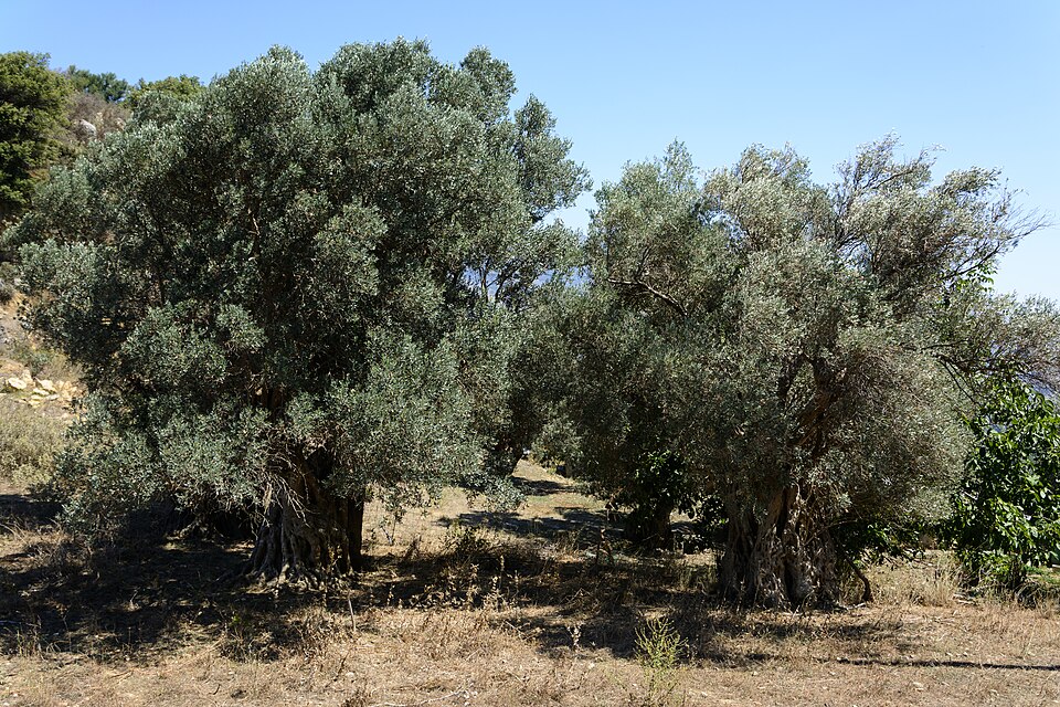 Olea europaea Thronos 01.JPG