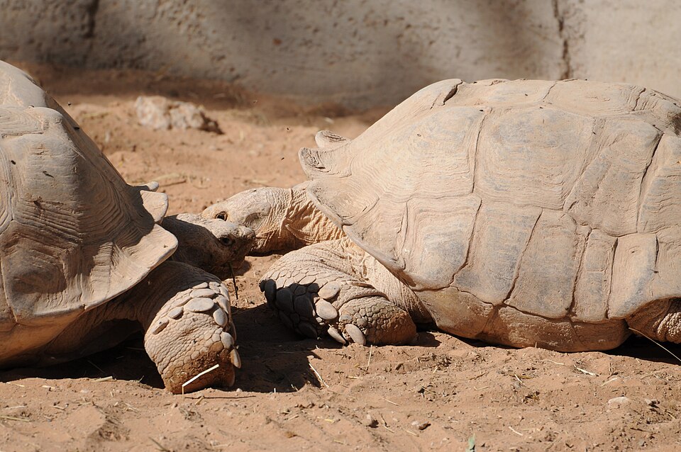 "Aldabra giant tortoise (8455424676).jpg" by shankar s. from Dubai, united arab emirates, CC BY 2.0, via Wikimedia Commons Aldabra giant tortoise (8455424676).jpg — "Aldabra giant tortoise (8455424676).jpg" by shankar s. from Dubai, united arab emirates, CC BY 2.0, via Wikimedia Commons