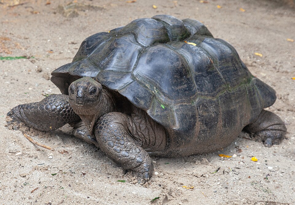 "Aldabrachelys gigantea, Seychelles 02.jpg" by Yulia Kolosova, CC BY 4.0, via Wikimedia Commons Aldabrachelys gigantea, Seychelles 02.jpg — "Aldabrachelys gigantea, Seychelles 02.jpg" by Yulia Kolosova, CC BY 4.0, via Wikimedia Commons