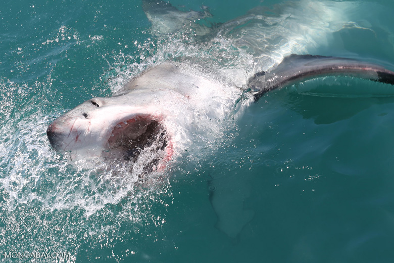 A great white shark off the coast of South Africa. Image by Rhett A. Butler/Mongabay.