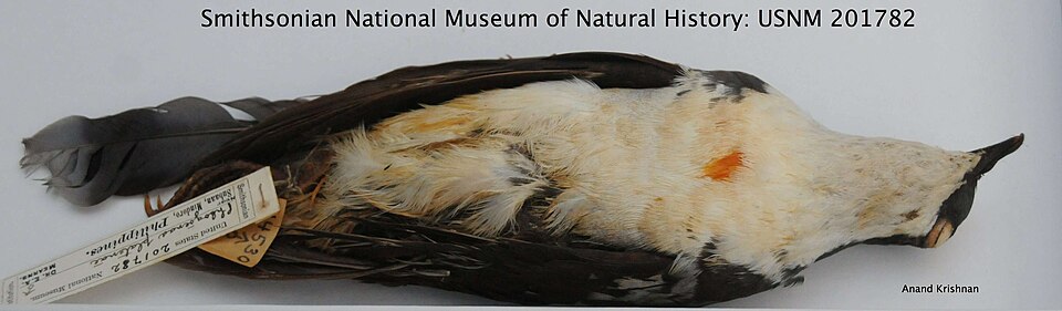 Mindoro bleeding-heart Smithsonian specimen.jpg