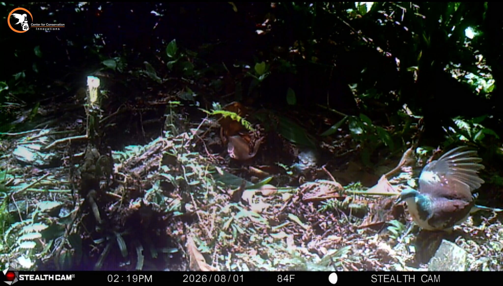 Mindoro Bleeding-heart captured via camera trap.