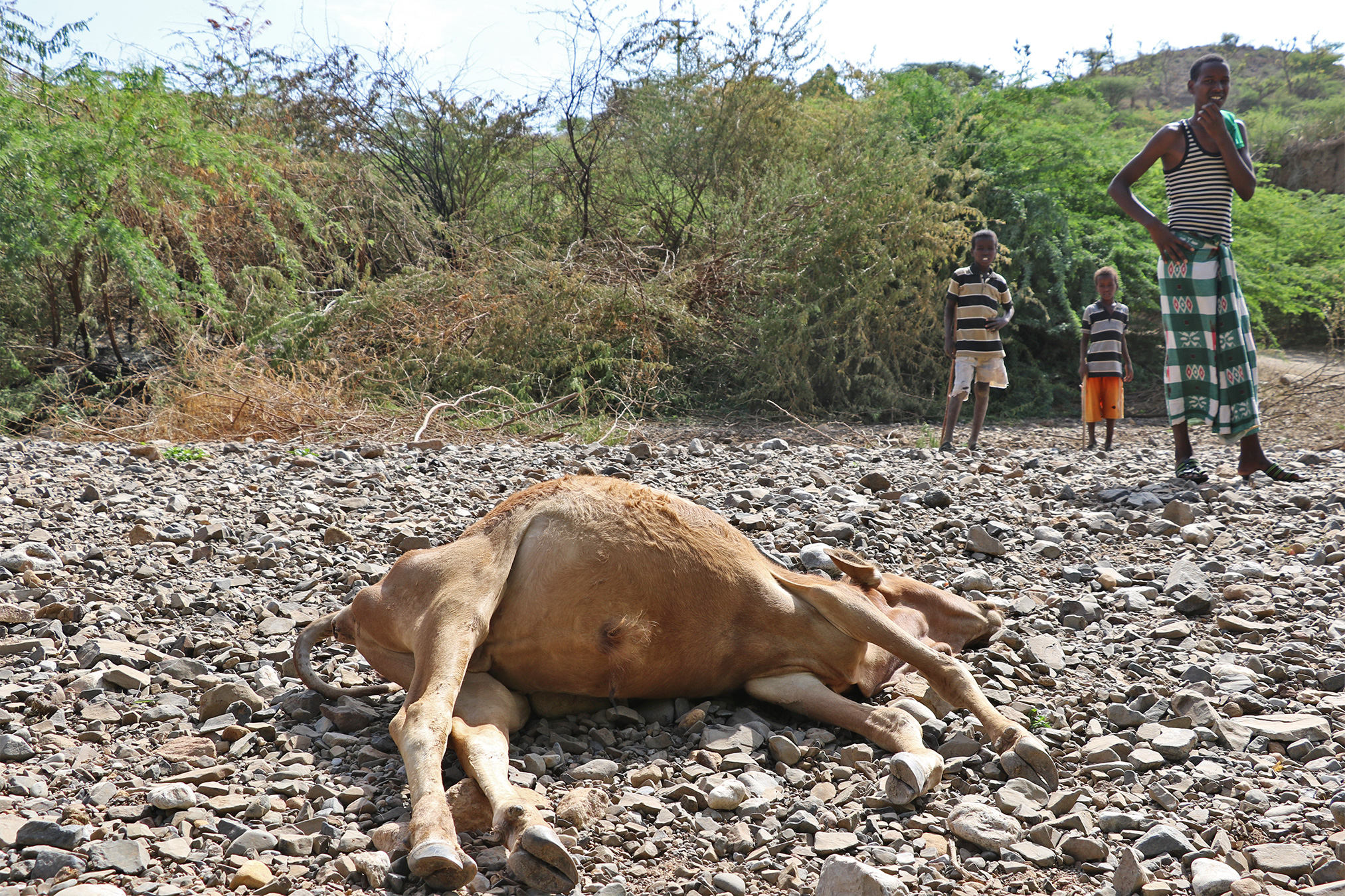 2015’s very strong El Niño triggered a prolonged drought and humanitarian crisis in Ethiopia.