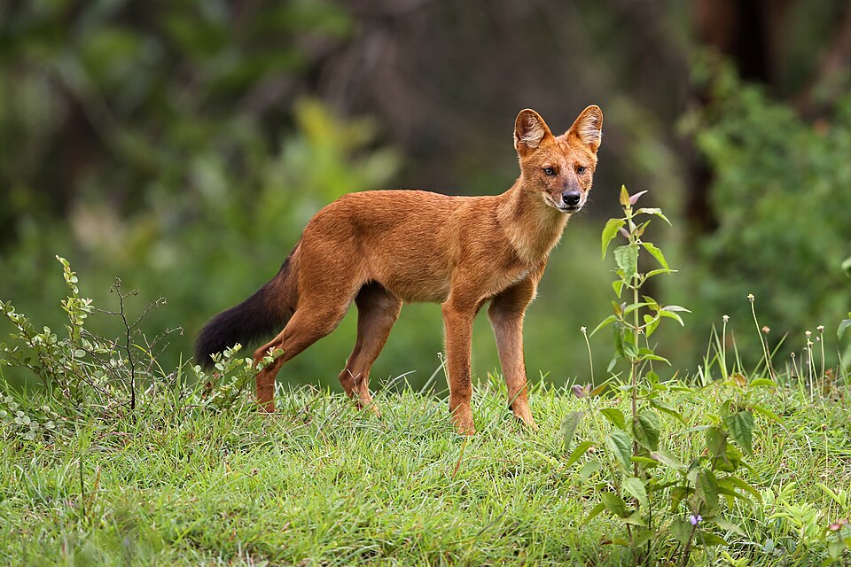 Dhole(Asiatic wild dog).jpg