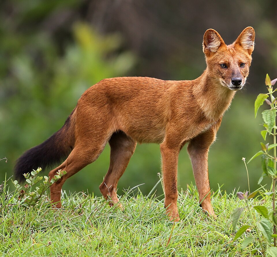Dhole (Asiatic wild dog) cropped.jpg