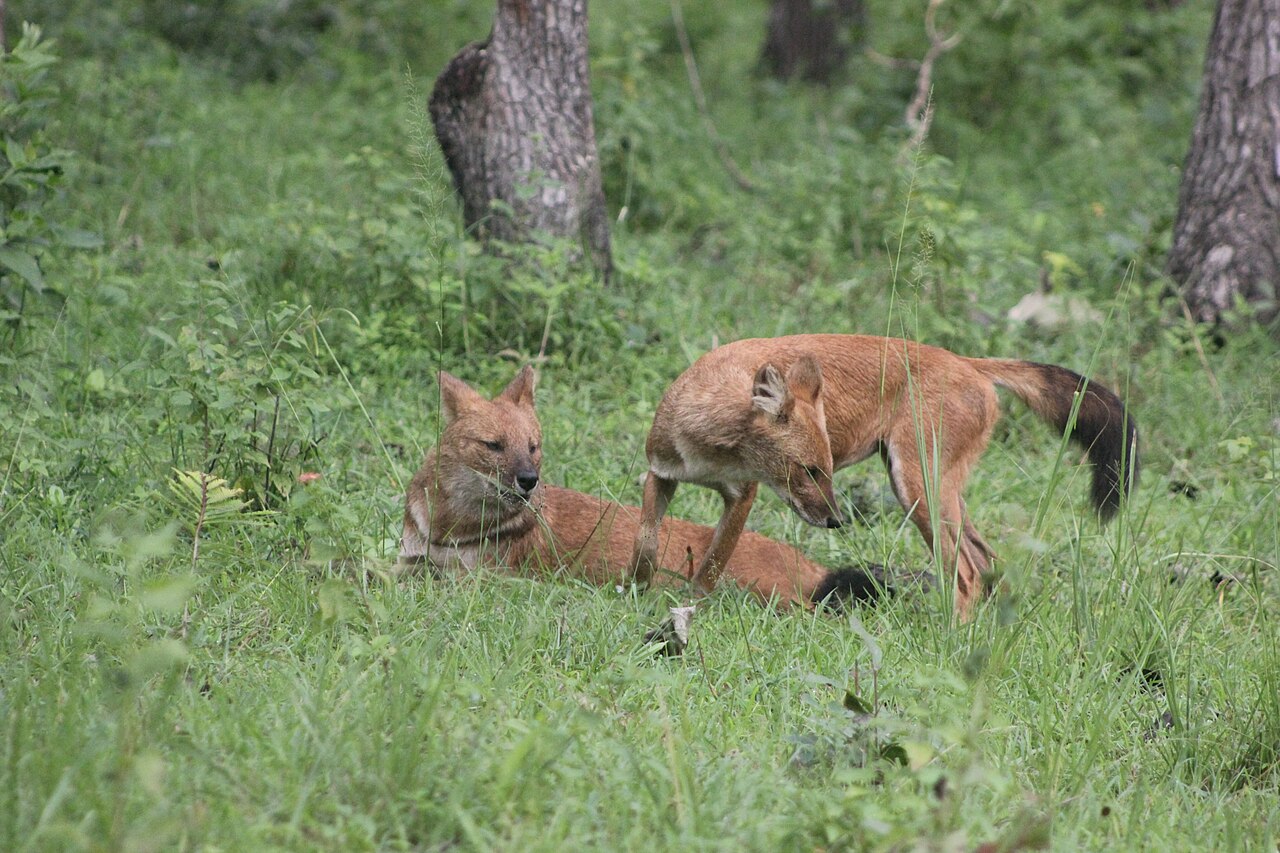 Asiatic wild dogs or dholes in Bandipur National Park, India. Image by Dineshkannambadi via Wikimedia Commons (CC BY-SA 3.0).