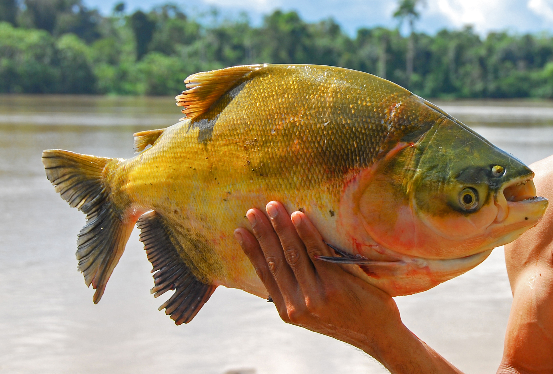 Tambaqui (Colossoma macropomum), Amazon, Brazil. Image by w_endo via iNaturalist (Public domain).