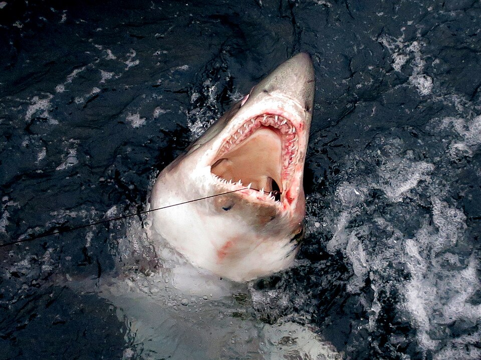 One that didn't get away - a Porbeagle shark - geograph.org.uk - 5982436.jpg