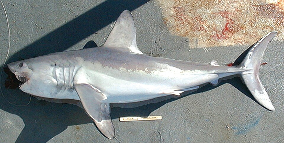 Lamna nasus noaa.jpg