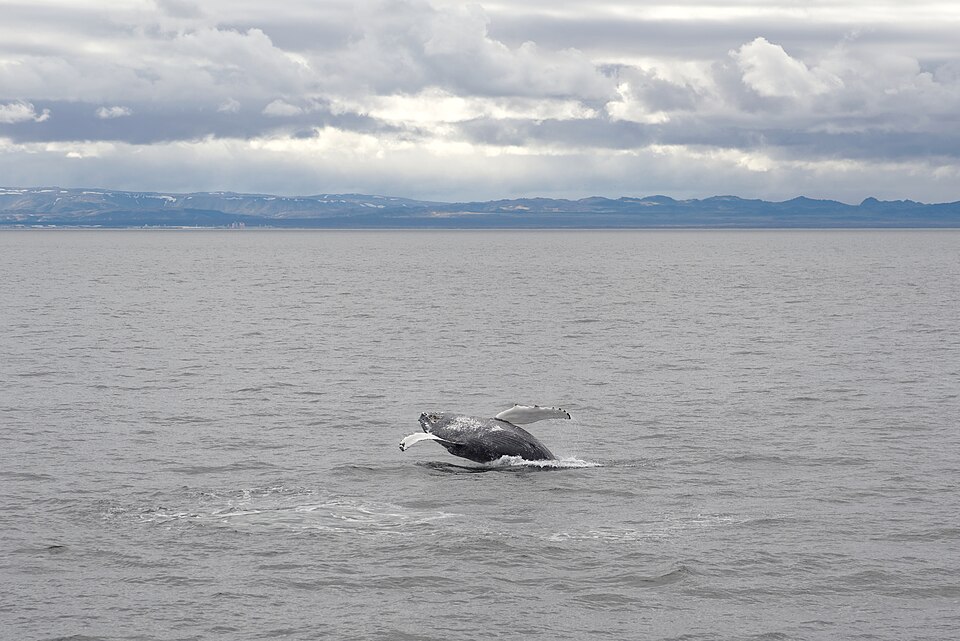 "Humpback whale, Faxaflói Bay, Iceland, 20230507 1029 5618.jpg" by Jakub Hałun, CC BY-SA 4.0, via Wikimedia Commons Humpback whale, Faxaflói Bay, Iceland, 20230507 1029 5618.jpg — "Humpback whale, Faxaflói Bay, Iceland, 20230507 1029 5618.jpg" by Jakub Hałun, CC BY-SA 4.0, via Wikimedia Commons