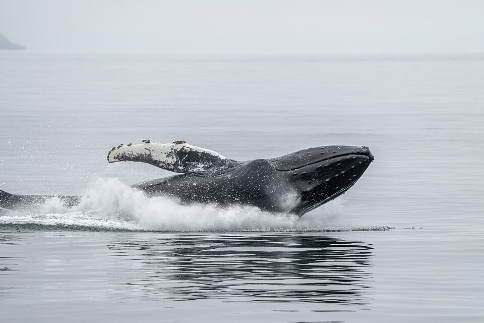 "026b Humpback whale jump and splash Photo by Giles Laurent.jpg" by Giles Laurent, CC BY-SA 4.0, via Wikimedia Commons 026b Humpback whale jump and splash Photo by Giles Laurent.jpg — "026b Humpback whale jump and splash Photo by Giles Laurent.jpg" by Giles Laurent, CC BY-SA 4.0, via Wikimedia Commons