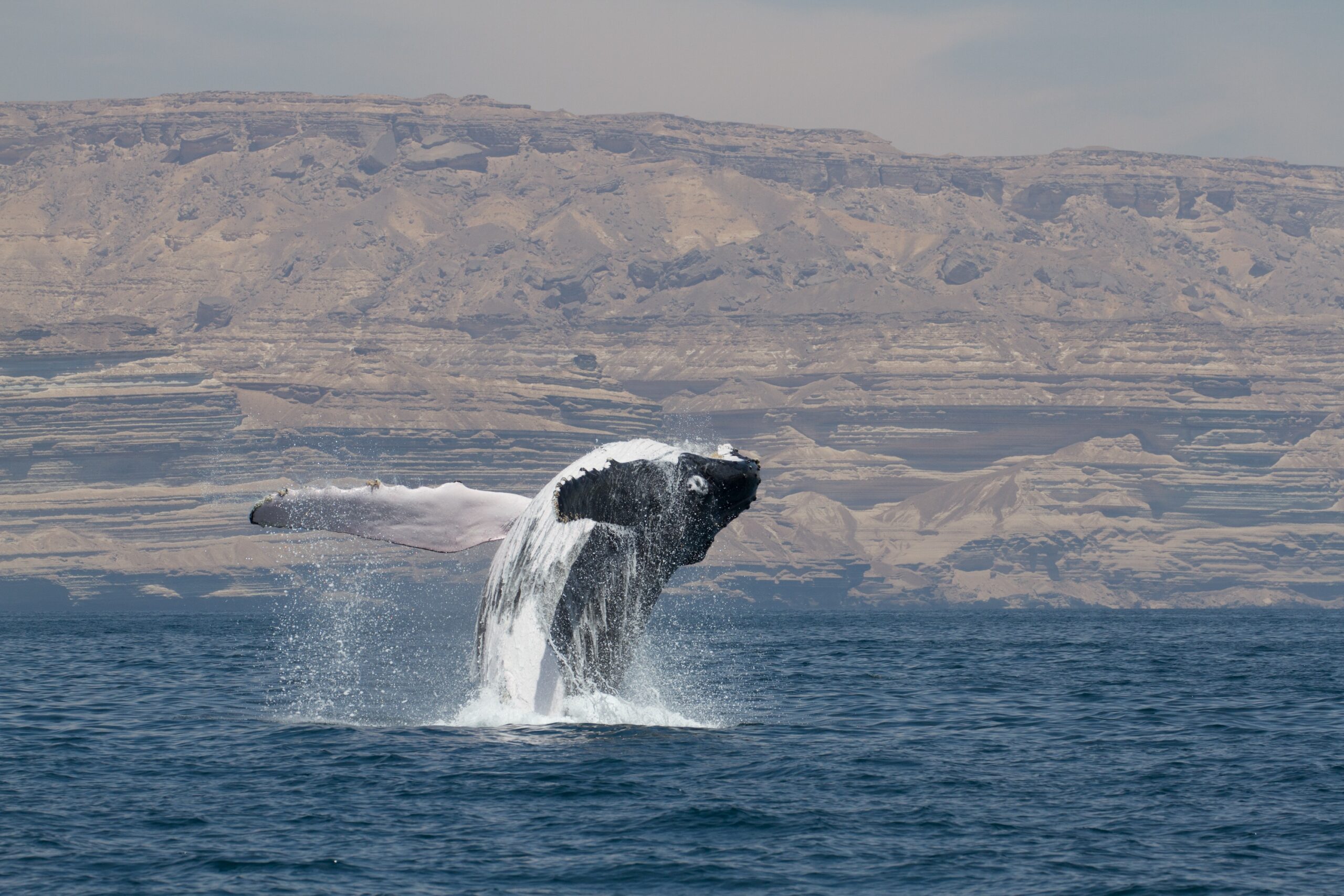 Banner image: An Arabian Sea humpback whale breaches. Image courtesy of Robert Baldwin via Wildlife Conservation Society.
