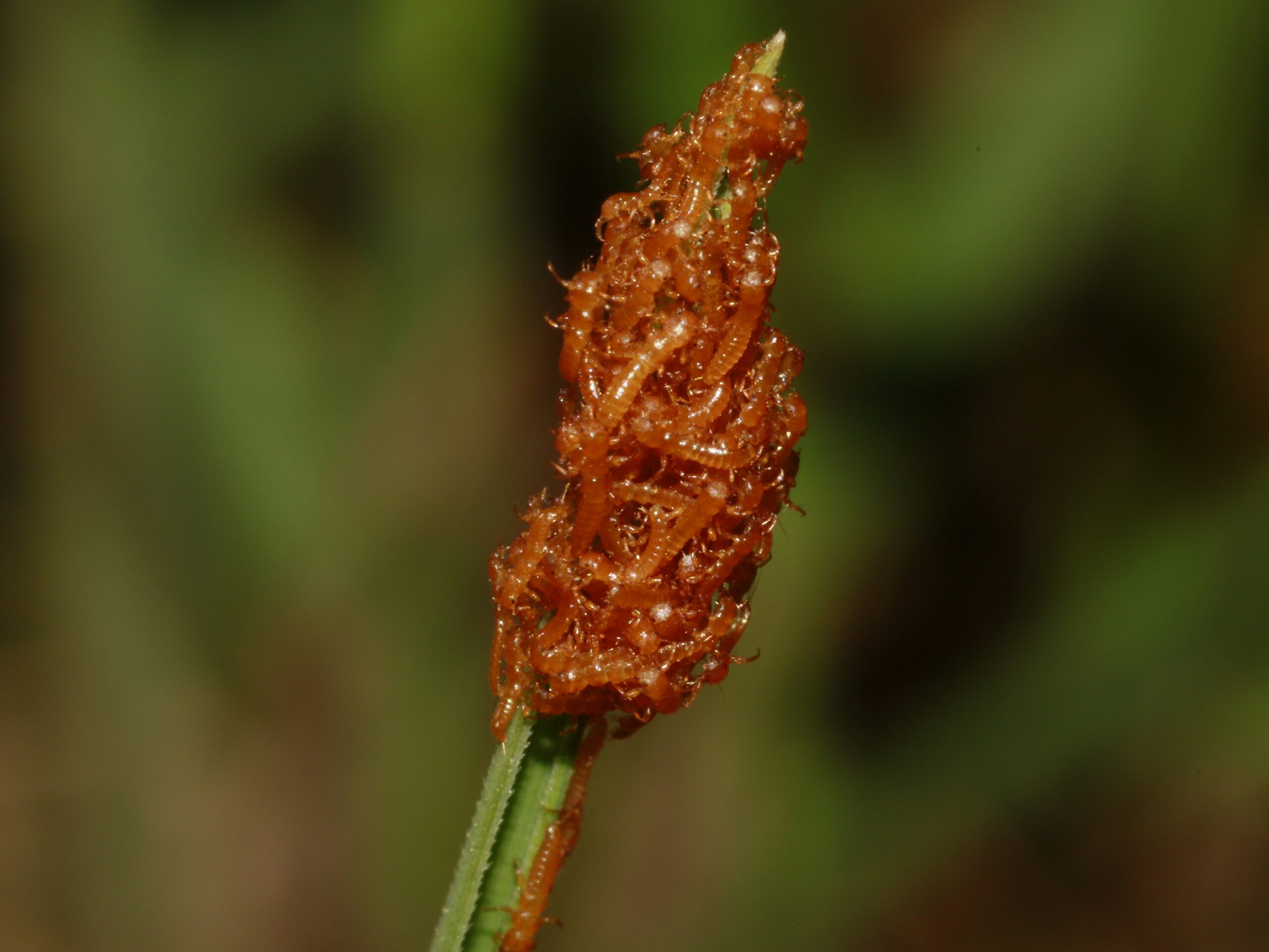 A cluster of European oil beetle (Meloe proscarabaeus) larvae on a blade of grass: Not only could they be mistaken for a flower at first glance, but to wild bees, their smell cannot be distinguished from the scent of many flowers.