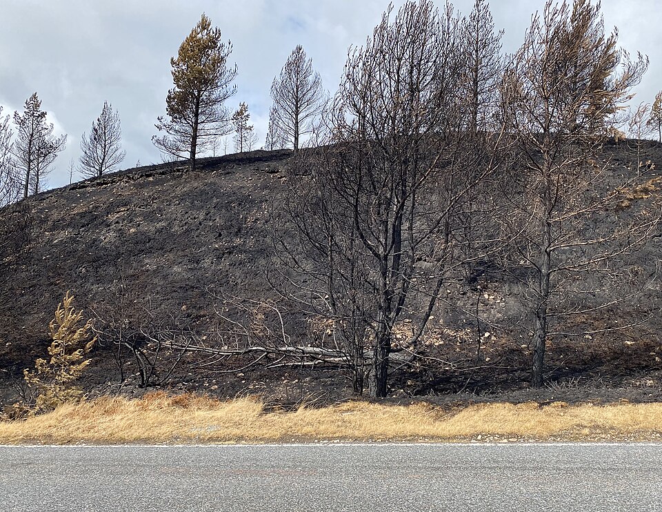 Scorched and burnt moorland after the Dava wildfires - geograph.org.uk - 8189215.jpg