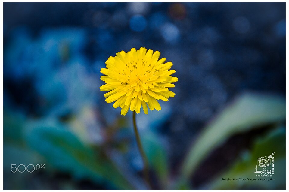 Blooming Marigold Wild Flower (140421431).jpeg