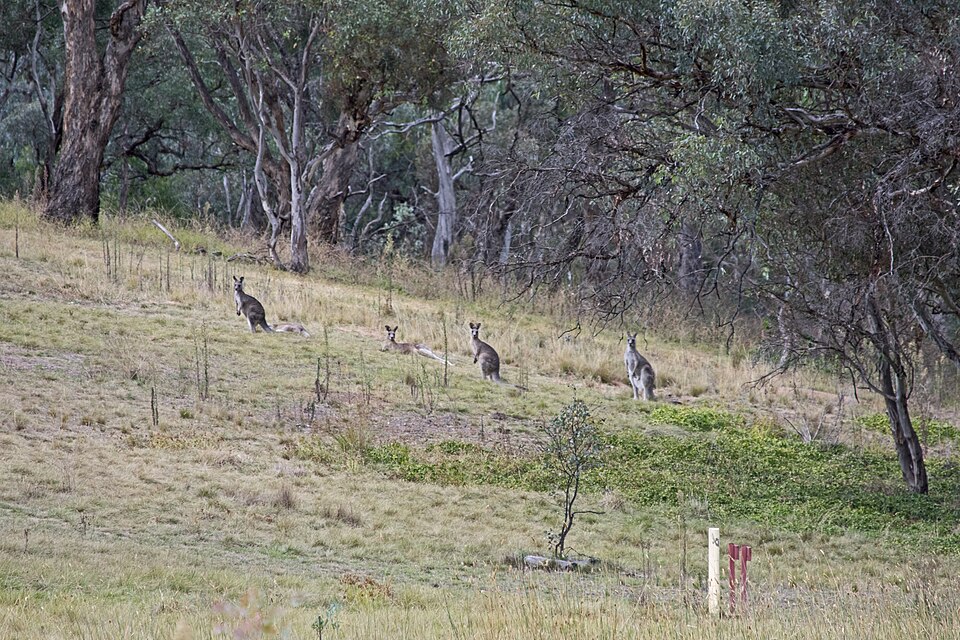 Canberra Yarralumla Eastern grey kangaroos in Stirling Park 01.jpg