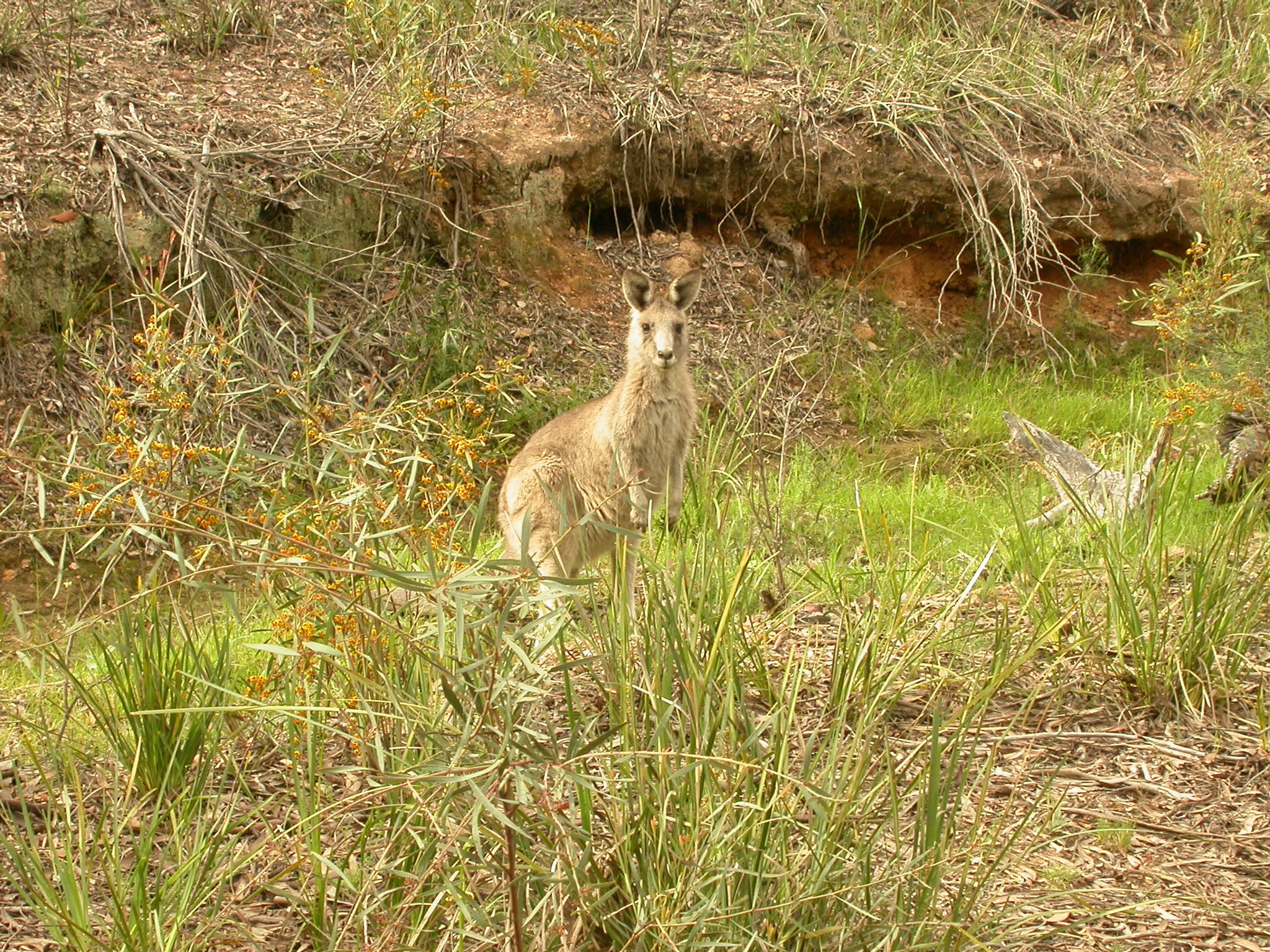 Macropus giganteus