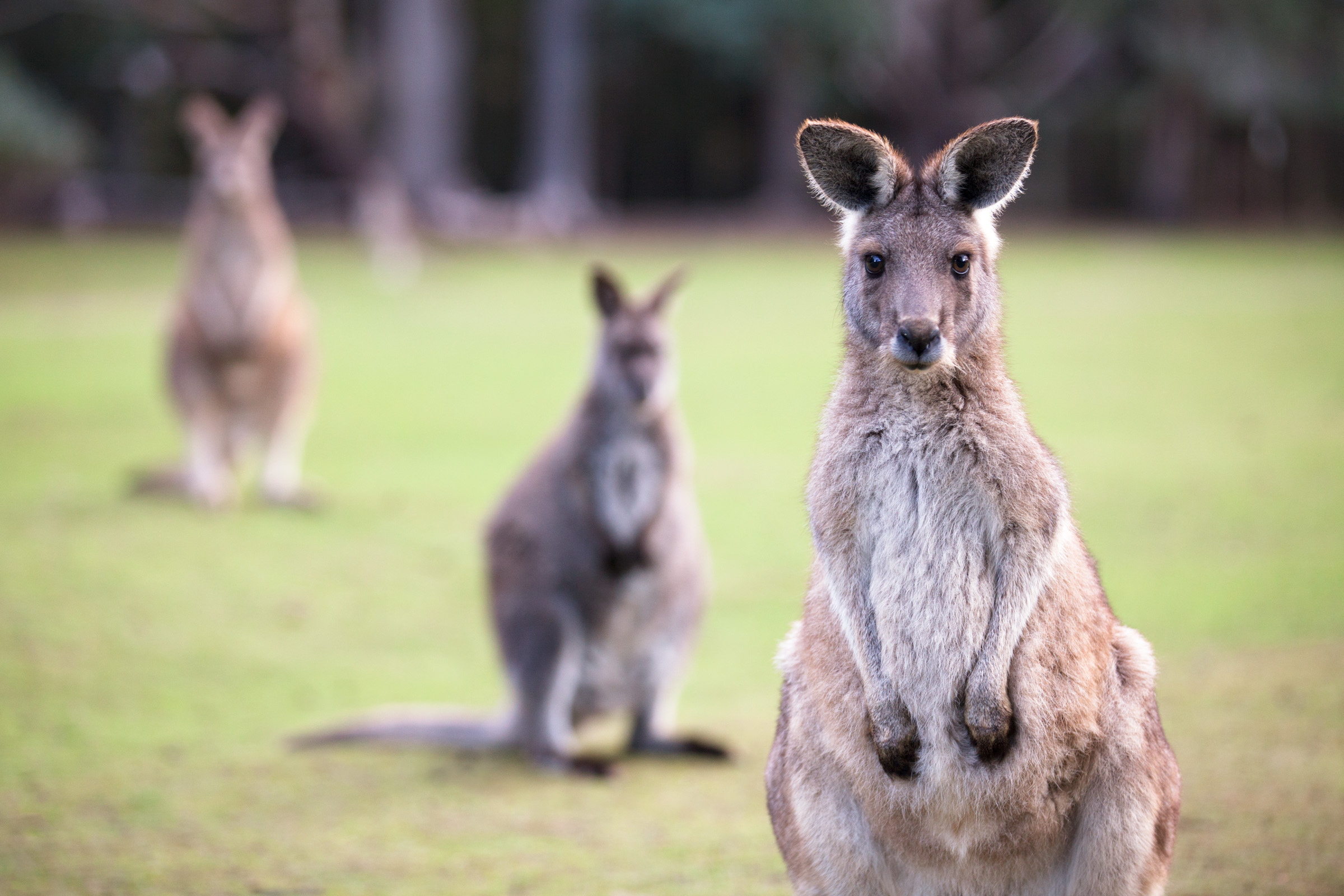 Eastern grey kangaroos — Image by Shane Lin via Flickr (CC BY-NC 2.0).