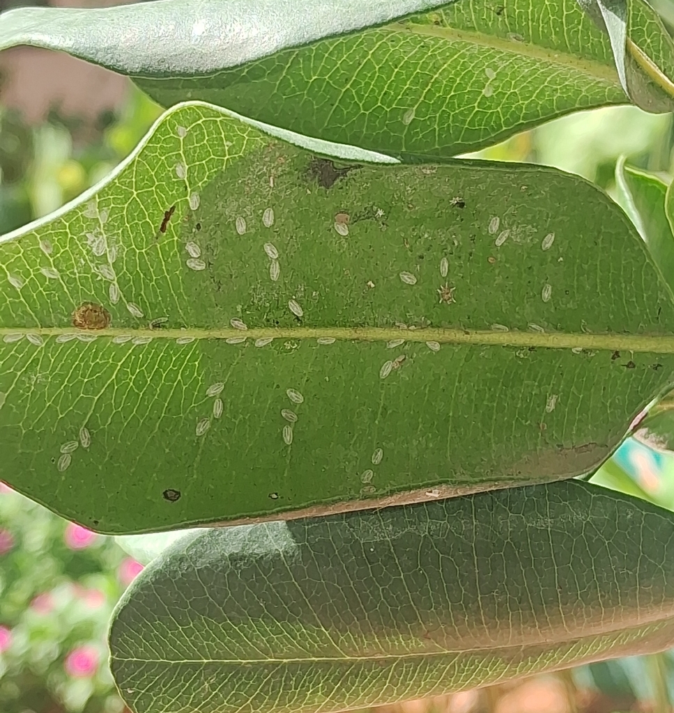 Citrus mealybugs (Planococcus citri). Image © Sreelakshmi Sunil via iNaturalist (CC BY-NC 4.0). Citrus mealybugs (Planococcus citri). Image © Sreelakshmi Sunil via iNaturalist (CC BY-NC 4.0) — Citrus mealybugs (Planococcus citri). Image © Sreelakshmi Sunil via iNaturalist (CC BY-NC 4.0).