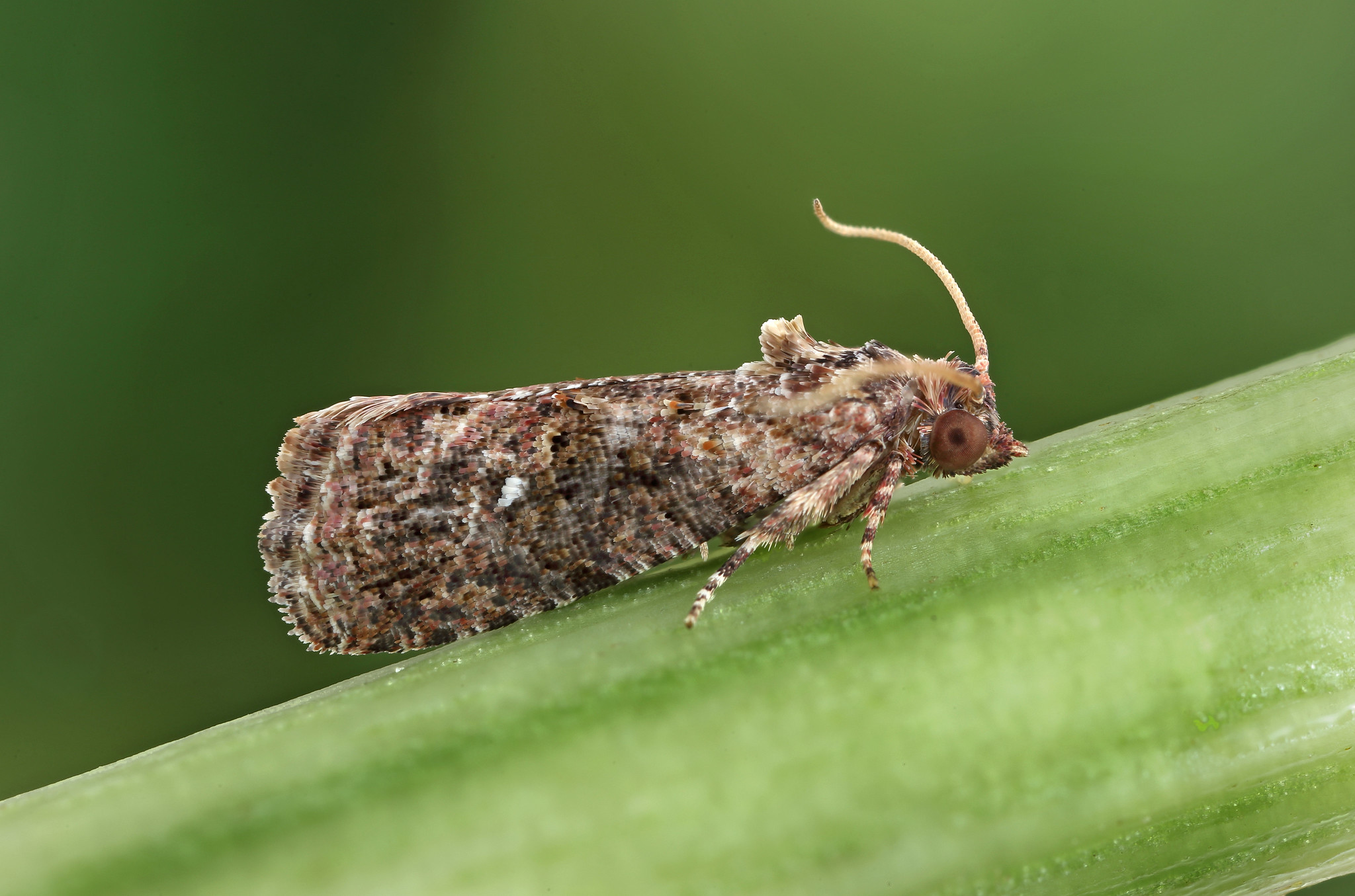 Image by Patrick Clement via Flickr (CC BY 2.0). False codling moth (Thaumatotibia leucotreta). Image by Patrick Clement via Flickr (CC BY 2.0).