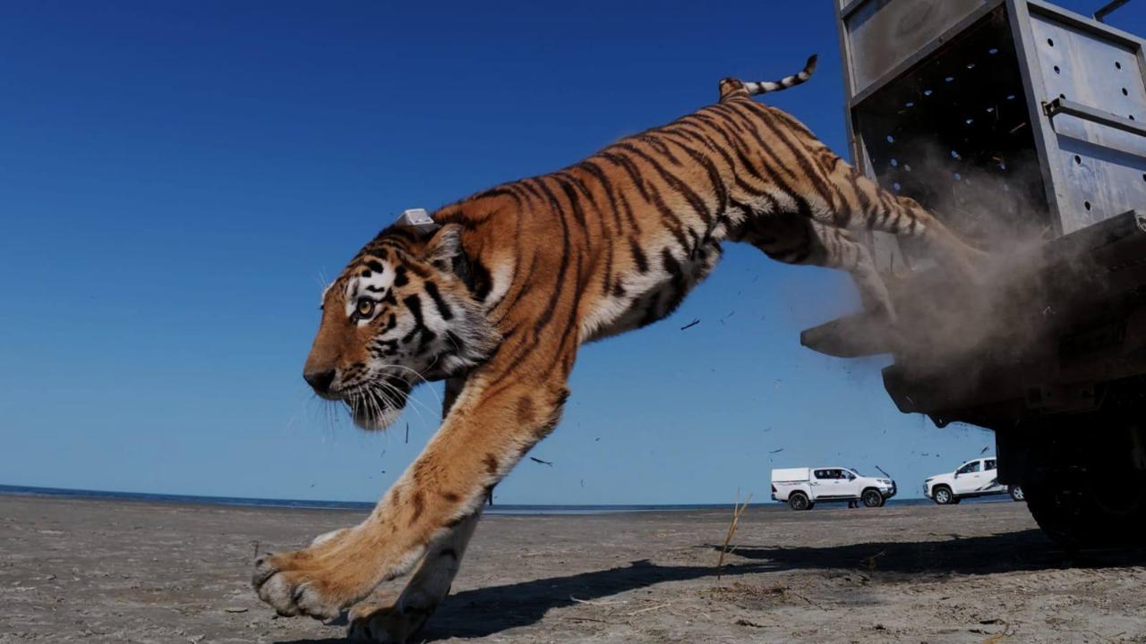 Umit, an adult female Amur tiger, recently released into Ile-Balkhash State Nature Reserve in southeastern Kazakhstan. Image courtesy of Kazakhstan’s Ministry of Ecology and Natural Resources.