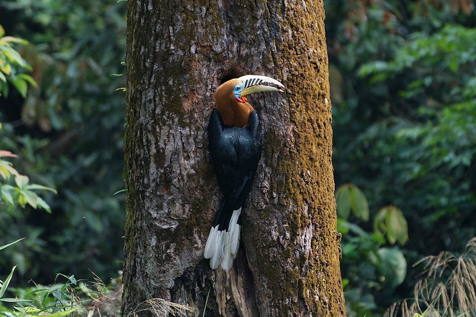 Rufous-necked Hornbill While She Waited in Darkness, He Carried the Forest to Her 02.jpg