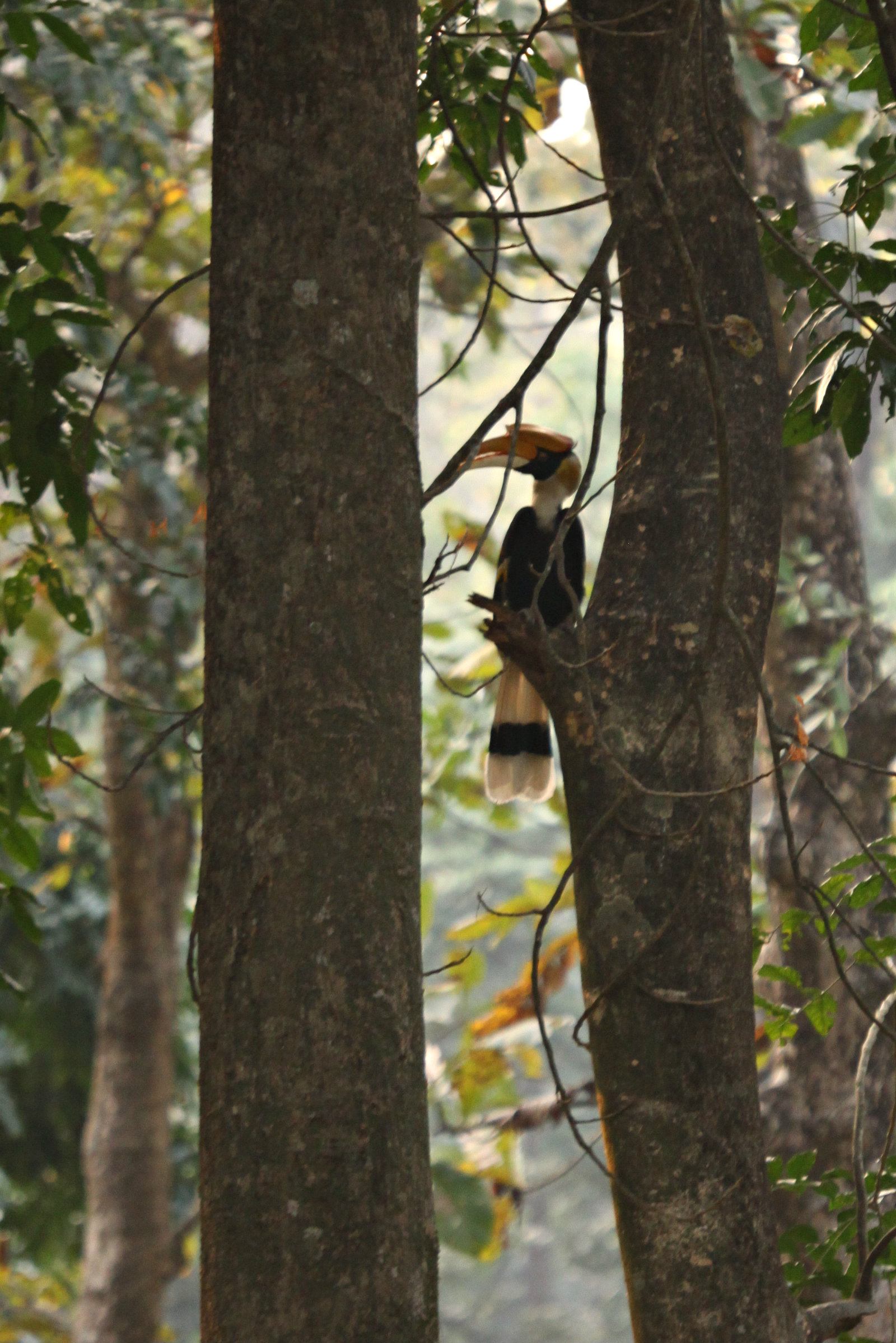 Buceros bicornis