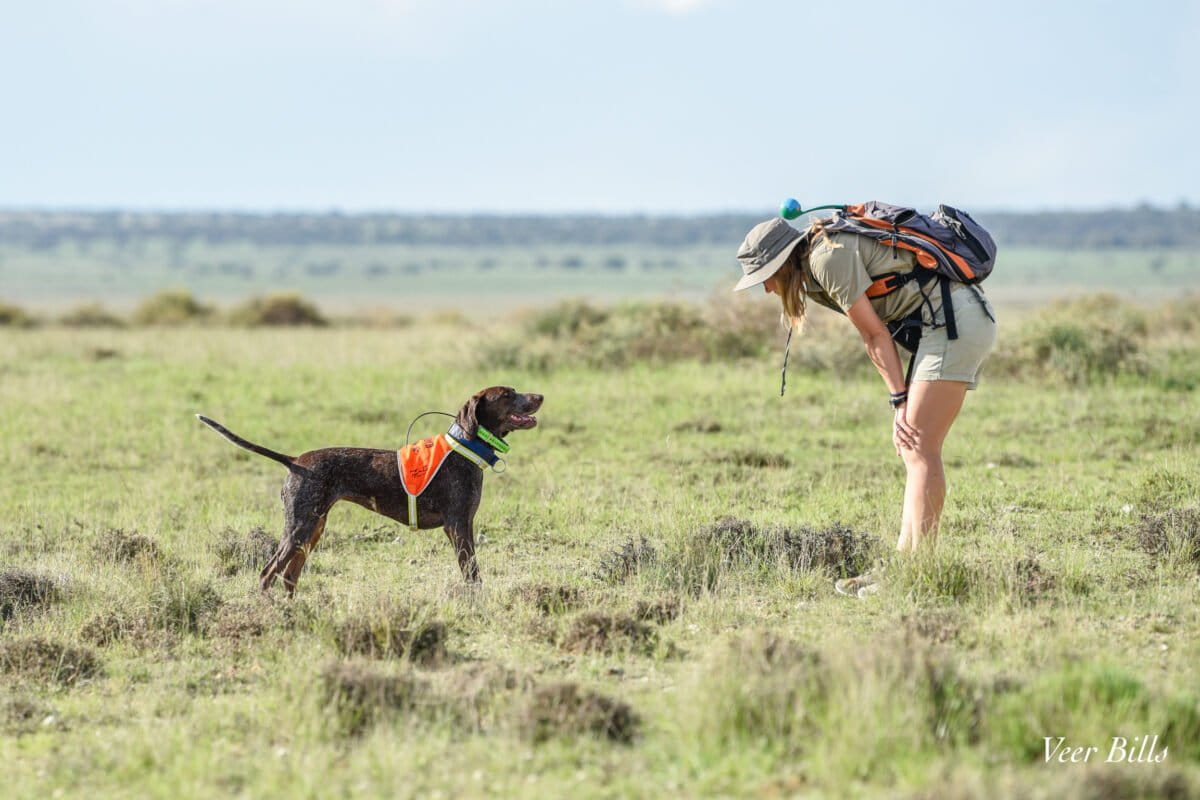 Karoo'da koku eğitimli köpekler gizli türlerin izini sürüyor