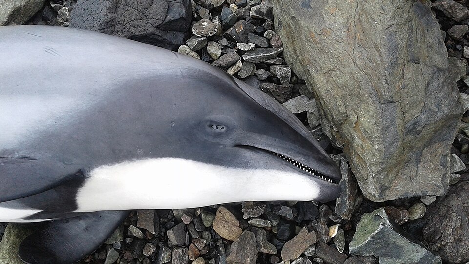 Hector's Dolphin, Aramoana 9082, New Zealand imported from iNaturalist photo 11387500.jpg