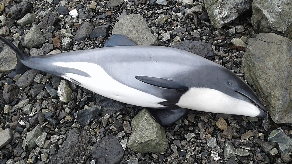 Hector's Dolphin, Aramoana 9082, New Zealand imported from iNaturalist photo 11387453.jpg