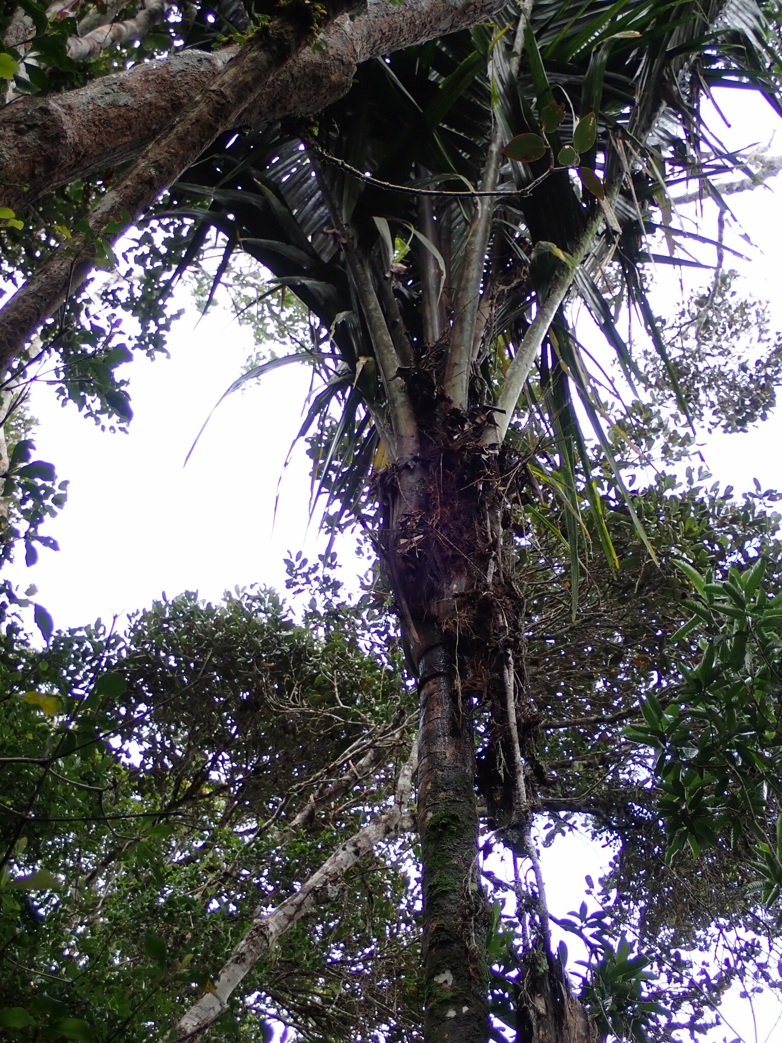 Ravenea latisecta
