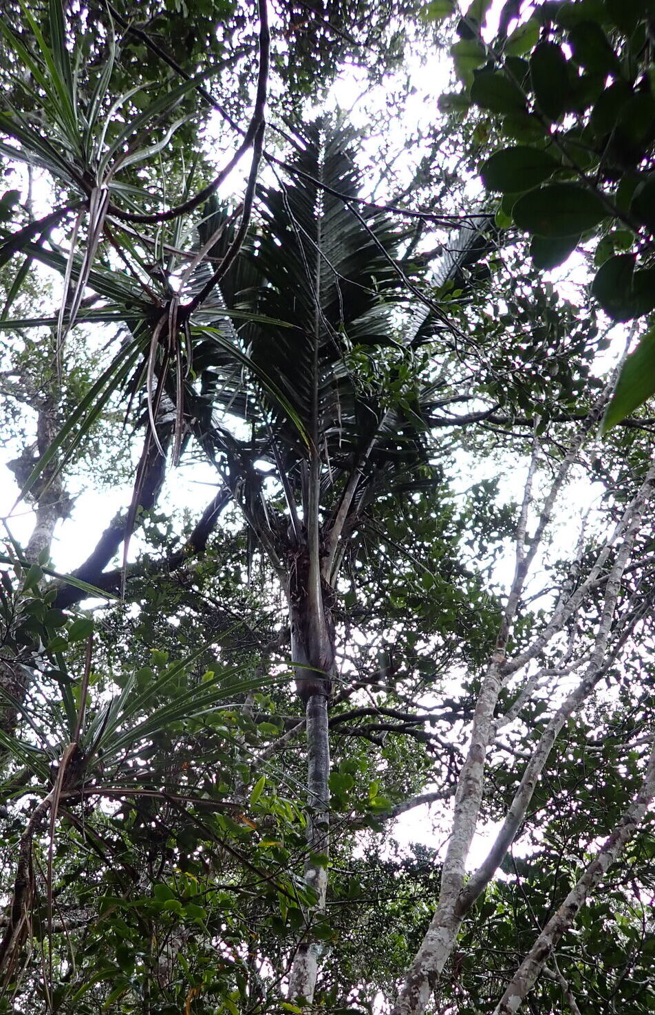 Ravenea latisecta. Image courtesy of Louis Aureglia.